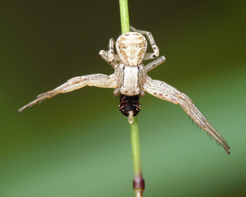 Xysticus sp.